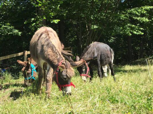 fattoria per bambini in lombardia