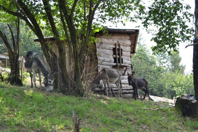 fattoria per bambini lombardia